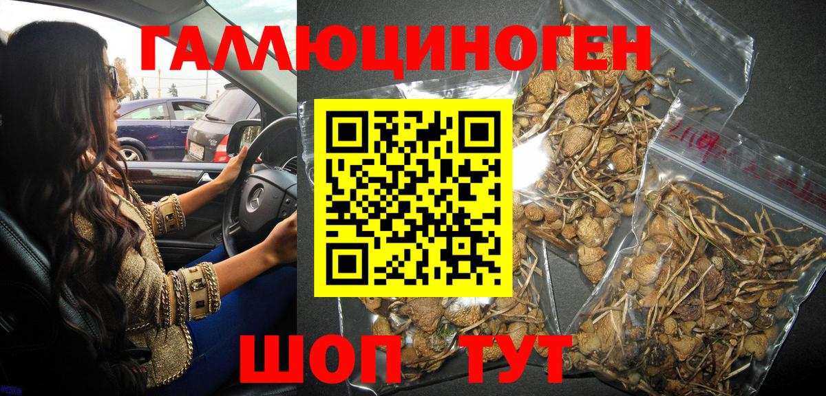 Галлюциногенные грибы Psilocybe Ханты-Мансийск